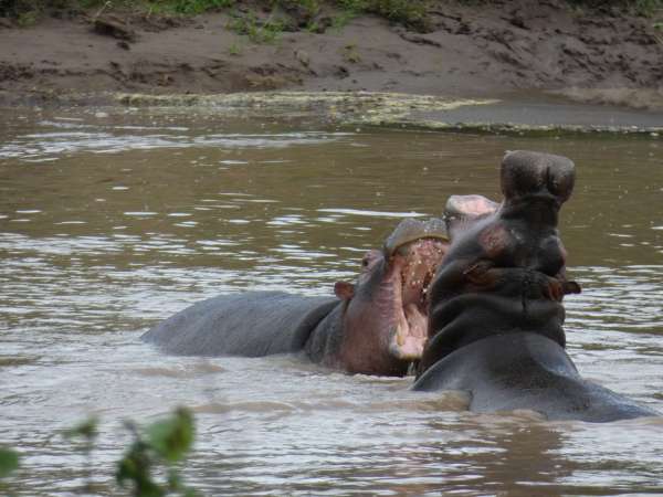 Rhinos fighting