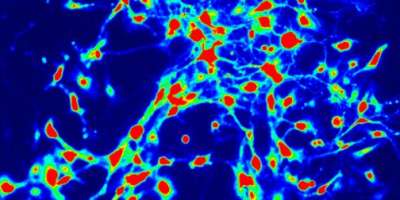 A natural substance known to activate pain in the central nervous system has been found to have the opposite effect in other parts of the body, potentially paving the way for new pain control methods.