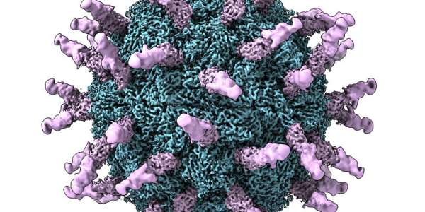 Structural virology research theme within structural biology research at the University of Leeds
