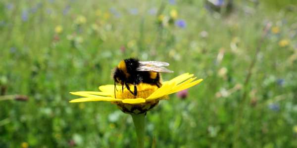 Bee on flower