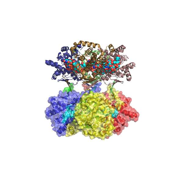 Macromolecular complexes
