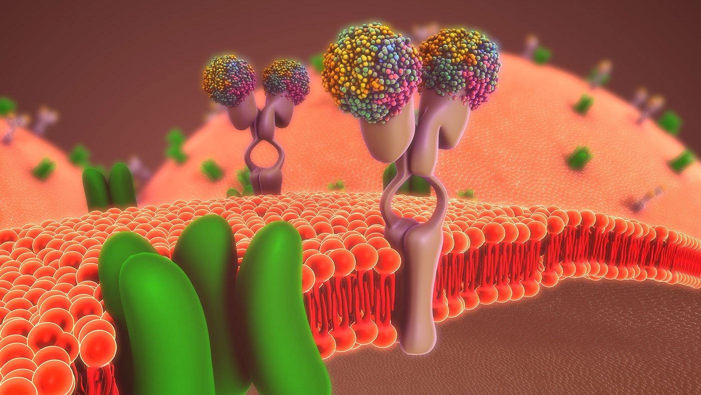 Cell membrane illustration