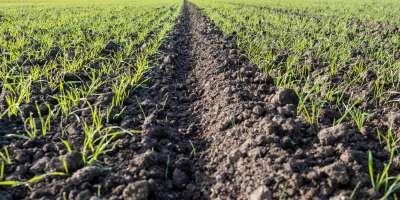Blackgrass and winter wheat