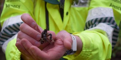More rescued crayfish moved to safety 