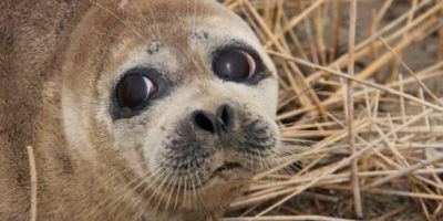 First ever satellite track of endangered Caspian seals