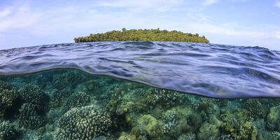 Coral reefs struggling in a human dominated world