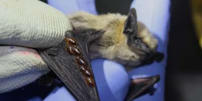 Phd bat research