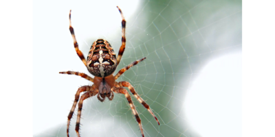 Why we see more spiders and insects inside our homes in autumn