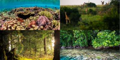 Examples of vulnerable ecosystems: coral reefs, savannah, temperate forests, mangroves.
Image via The French Foundation for Biodiversity Research (FRB)