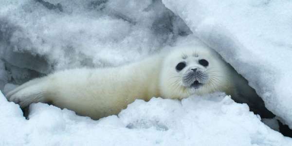 Caspian seal with white winter coat nestling amongt snow