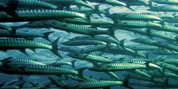 Underwater photo of a school of grey and silver fish