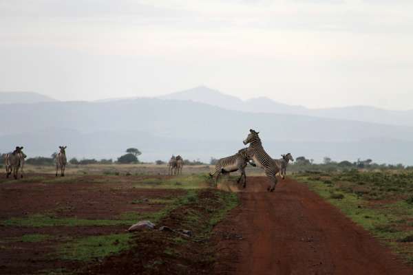 Zebras fighting in front of mount kenya