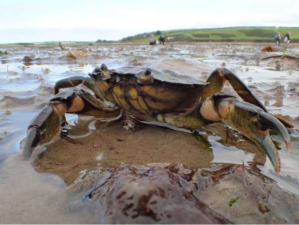 Shore Crab at Marine Zoology Field Course, Dale Fort, Pembrokeshire